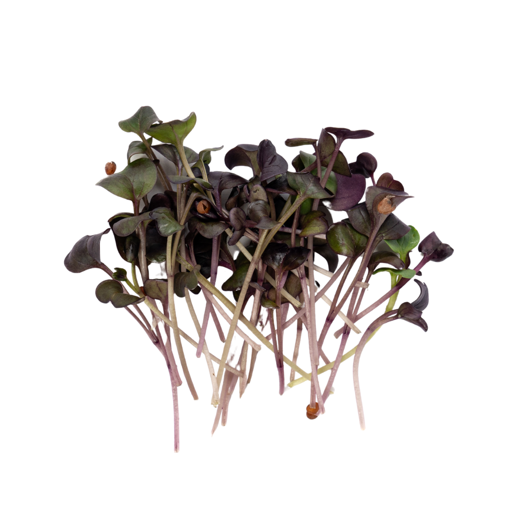 UNS Red Radish Microgreen Cress 16 Punnet Carton