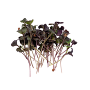 UNS Red Radish Microgreen Cress 16 Punnet Carton
