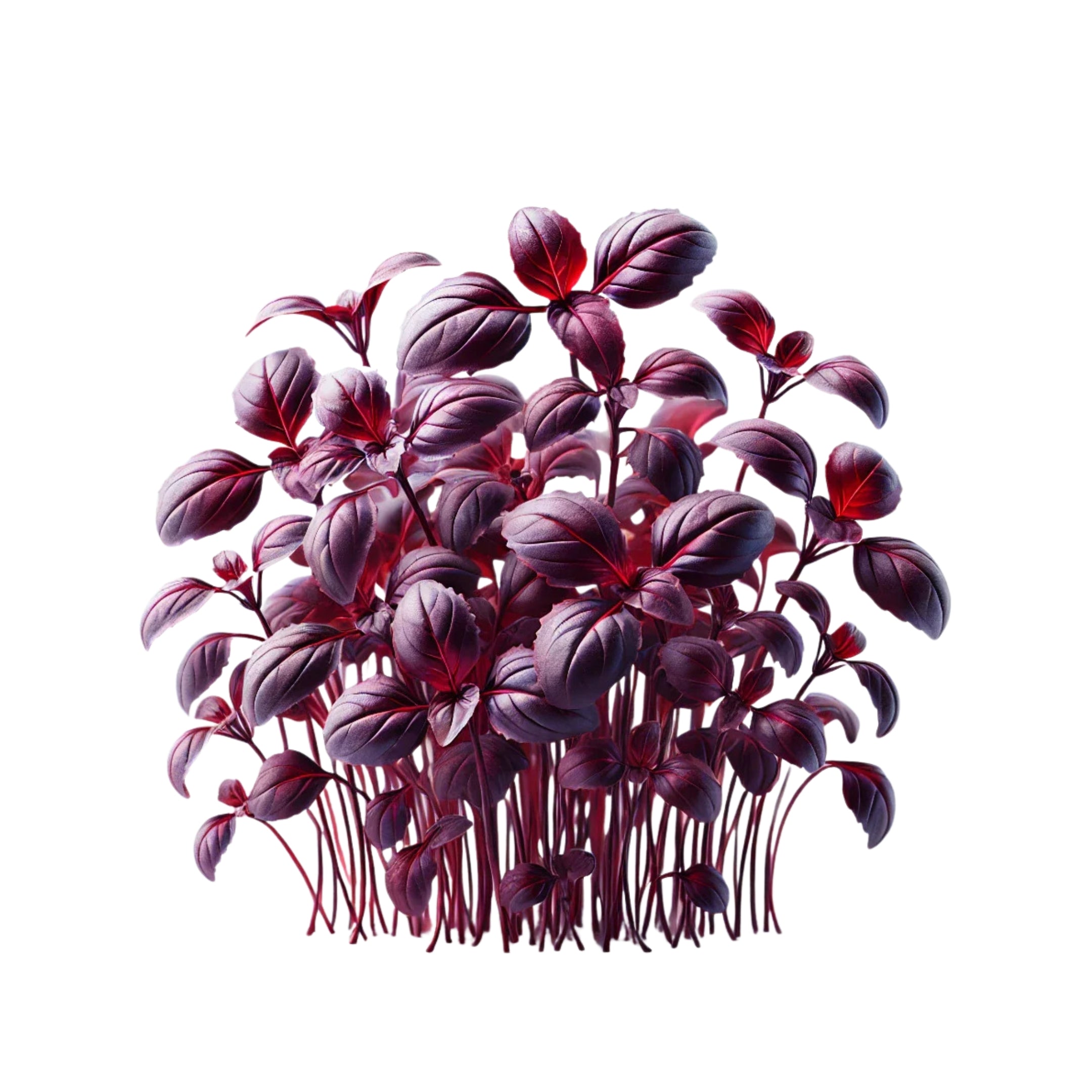 Usn Red Rubin Basil 15g Clear Pet Box