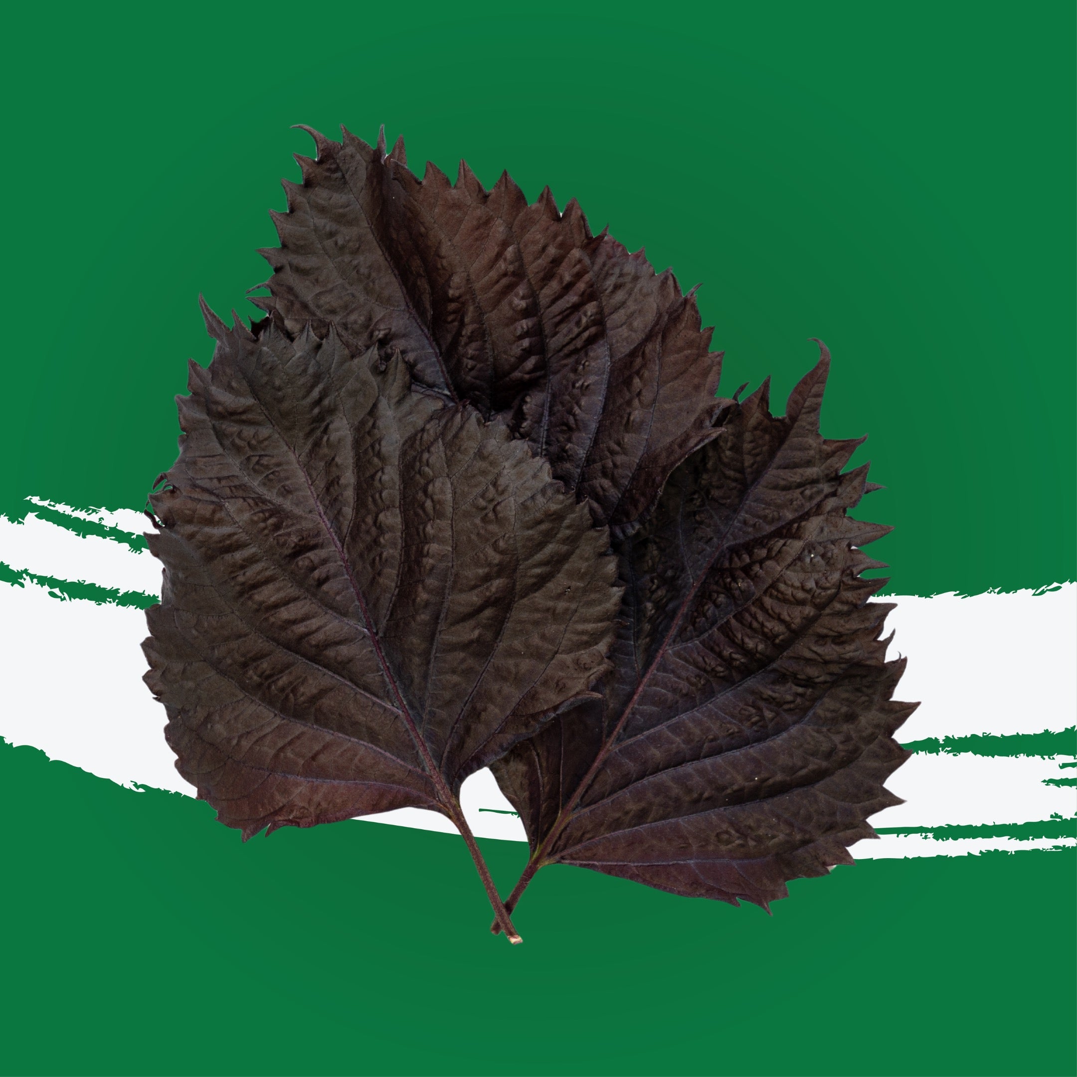 UNS Red Shiso Leaves Clear Pet Box