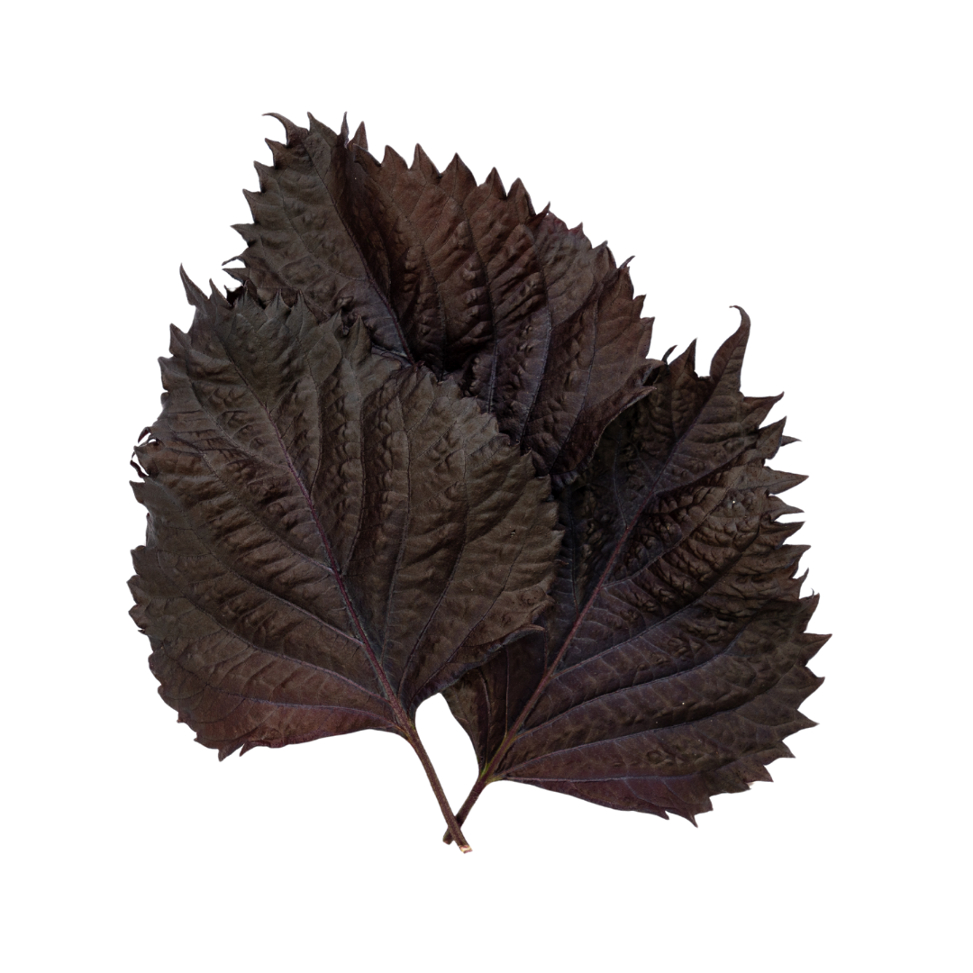 UNS Red Shiso Leaves Clear Pet Box