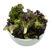 Uns Red Unsberg 1Kg Clear Pet Bag