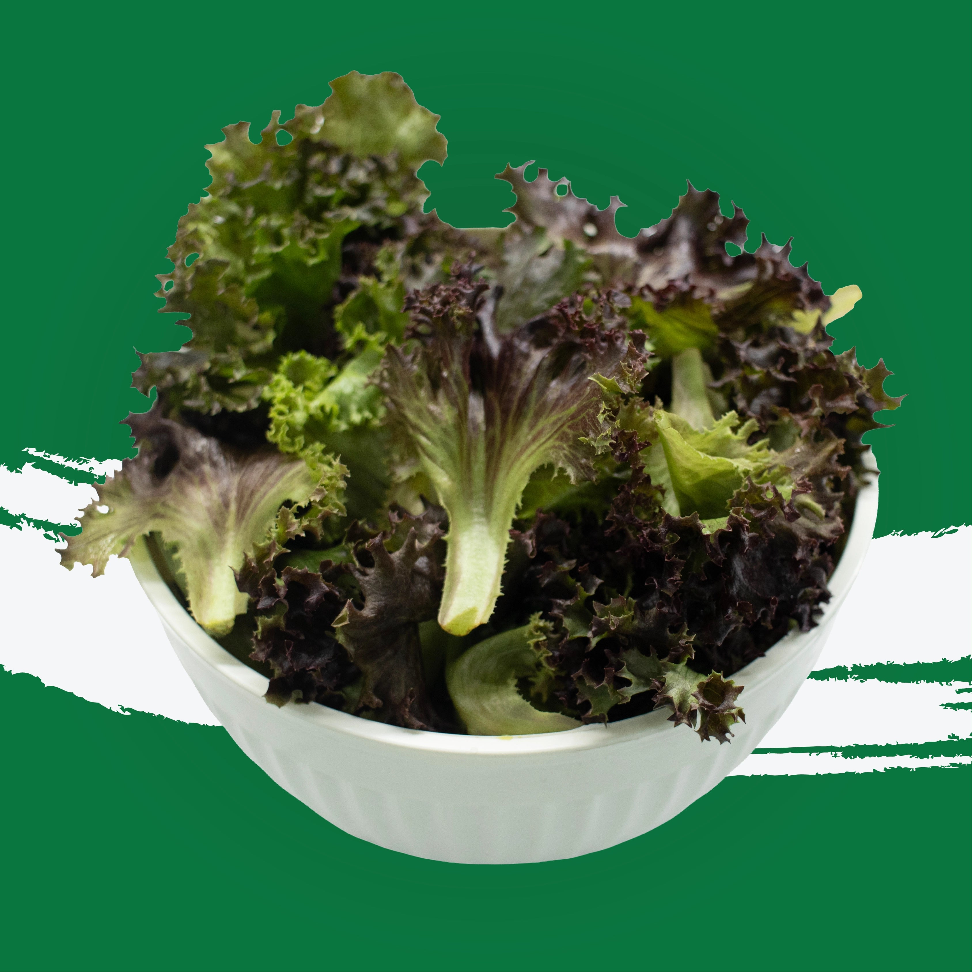 Uns Red Unsberg 1Kg Clear Pet Bag