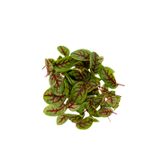UNS Red Veined Sorrel 55 Leaves Clear Pet Box