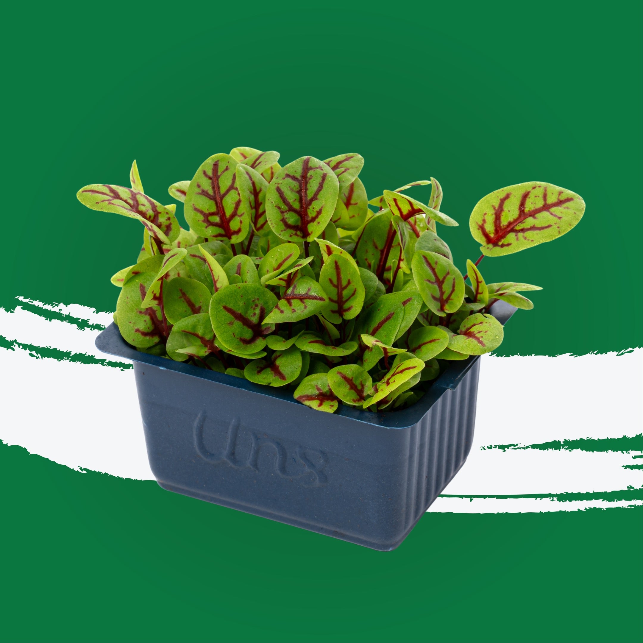 UNS Sorrel Microgreen Cress 16 Punnet Carton