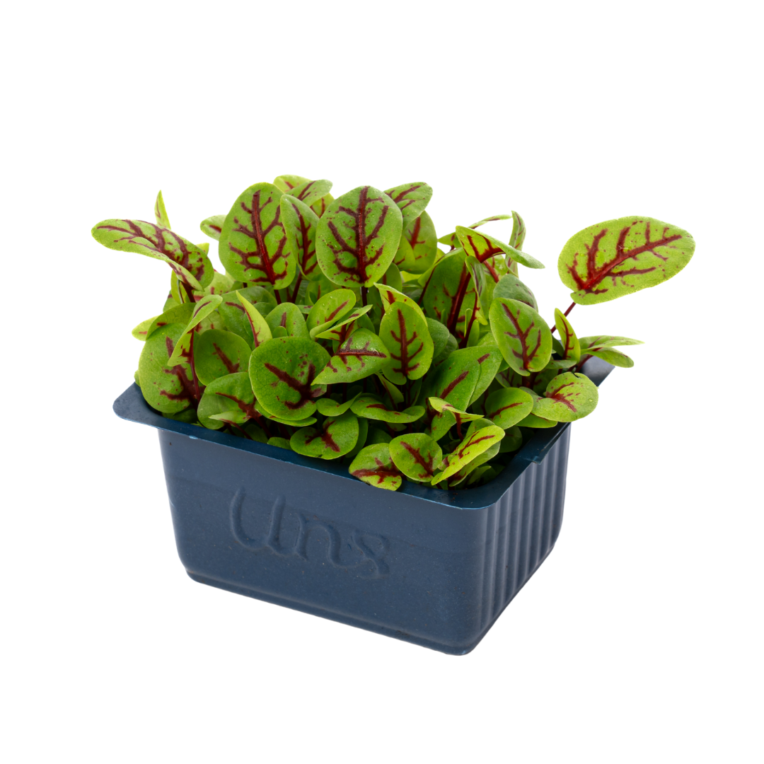 UNS Sorrel Microgreen Cress 16 Punnet Carton