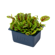 UNS Sorrel Microgreen Cress 16 Punnet Carton