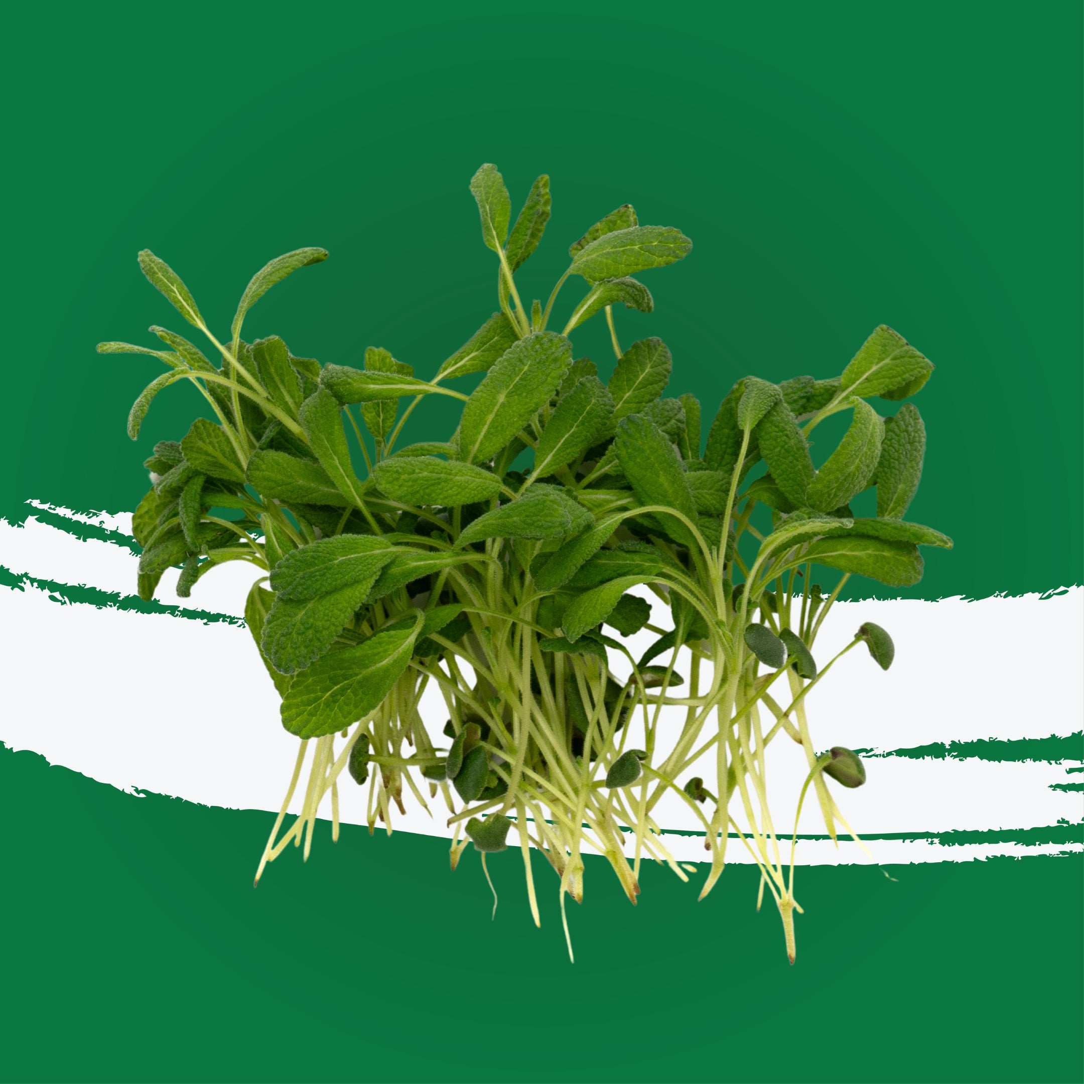 UNS Sage Microgreen 10g Clear Pet Box
