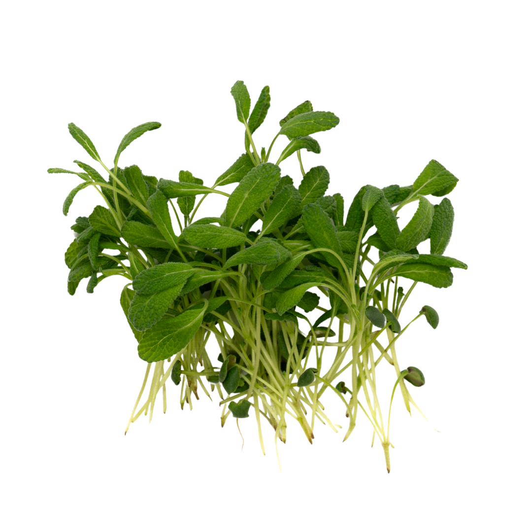 UNS Sage Microgreen 10g Clear Pet Box