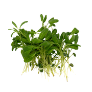 UNS Sage Microgreen 10g Clear Pet Box