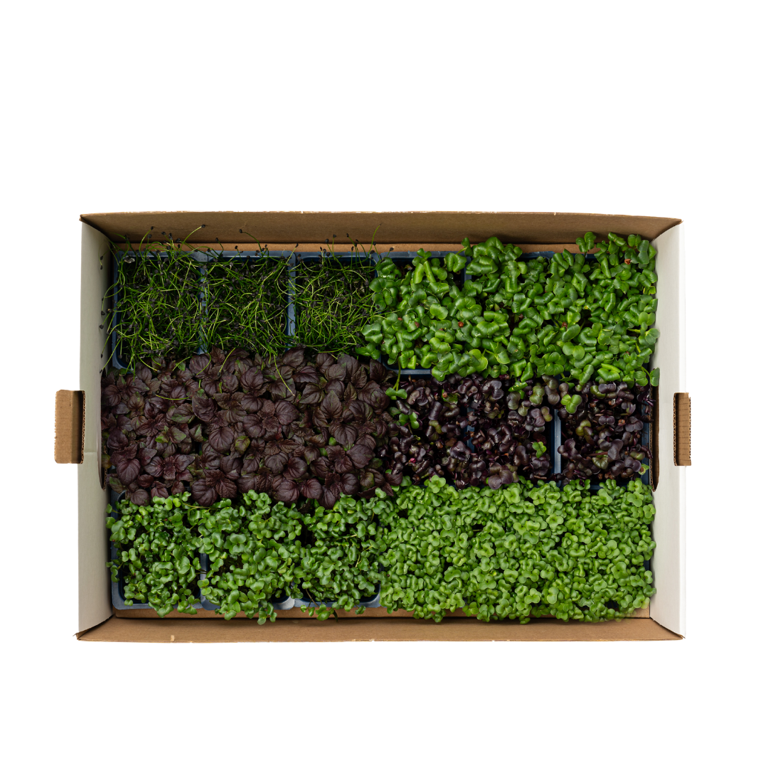 UNS Sakura Microgreen Mix 18 Punnet Carton A