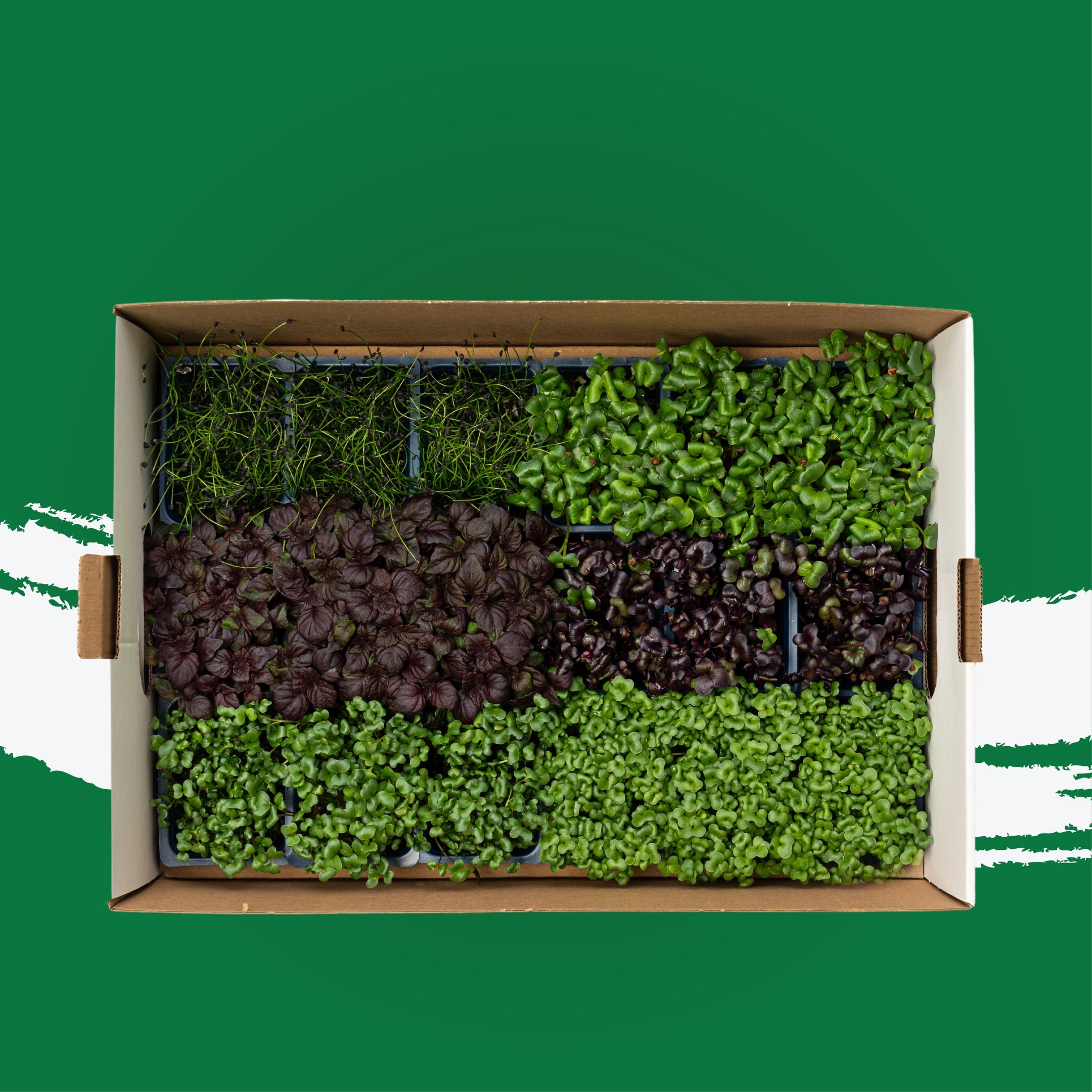 UNS Sakura Microgreen Mix 18 Punnet Carton A