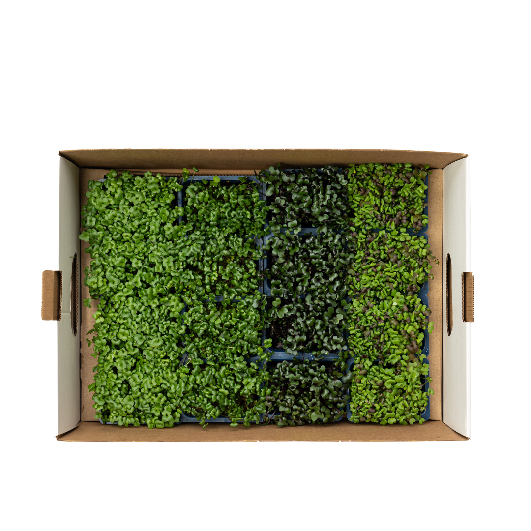 Uns Samurai Microgreen Mix 18 Punnet Carton