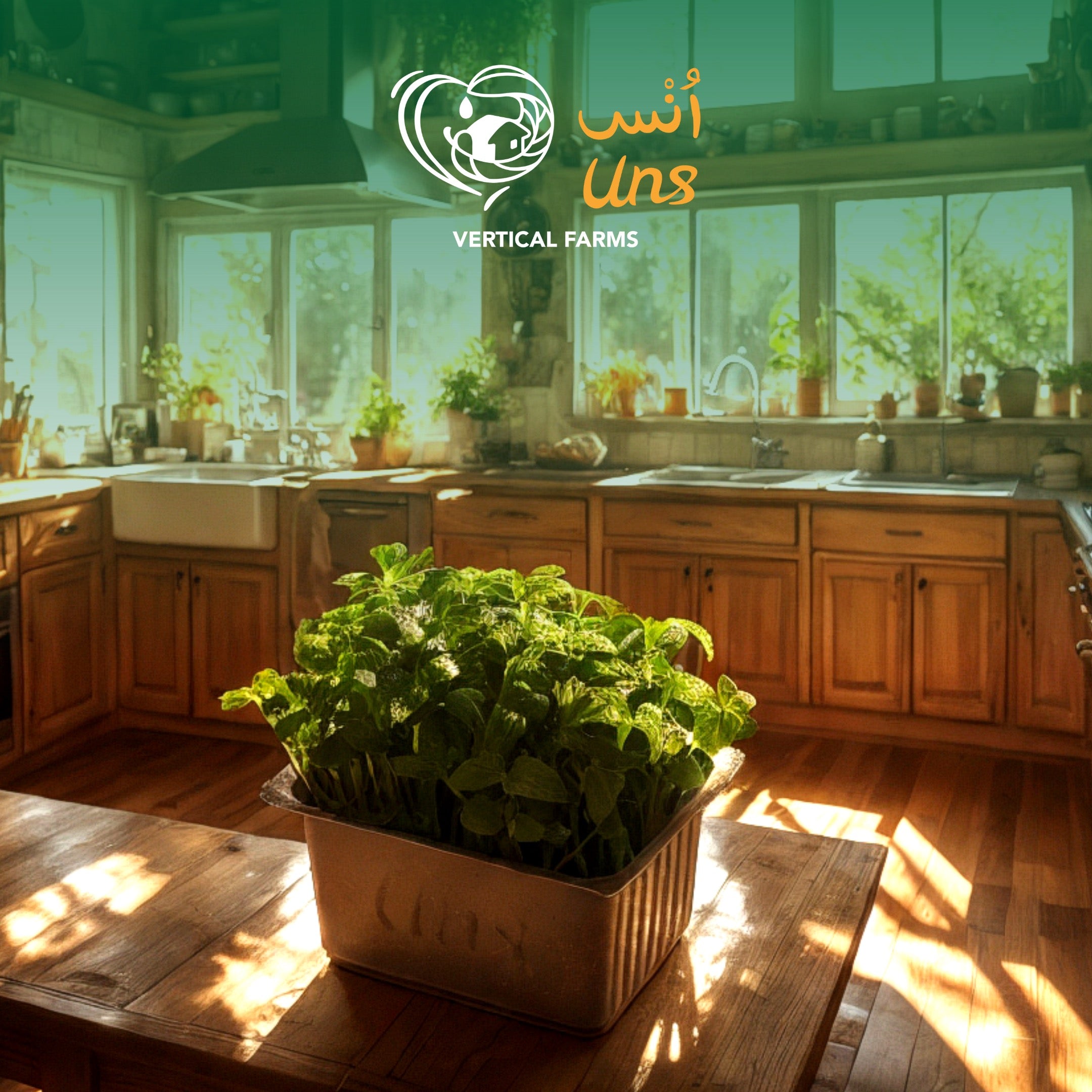 UNS Green Shiso 10g Clear Pet Box