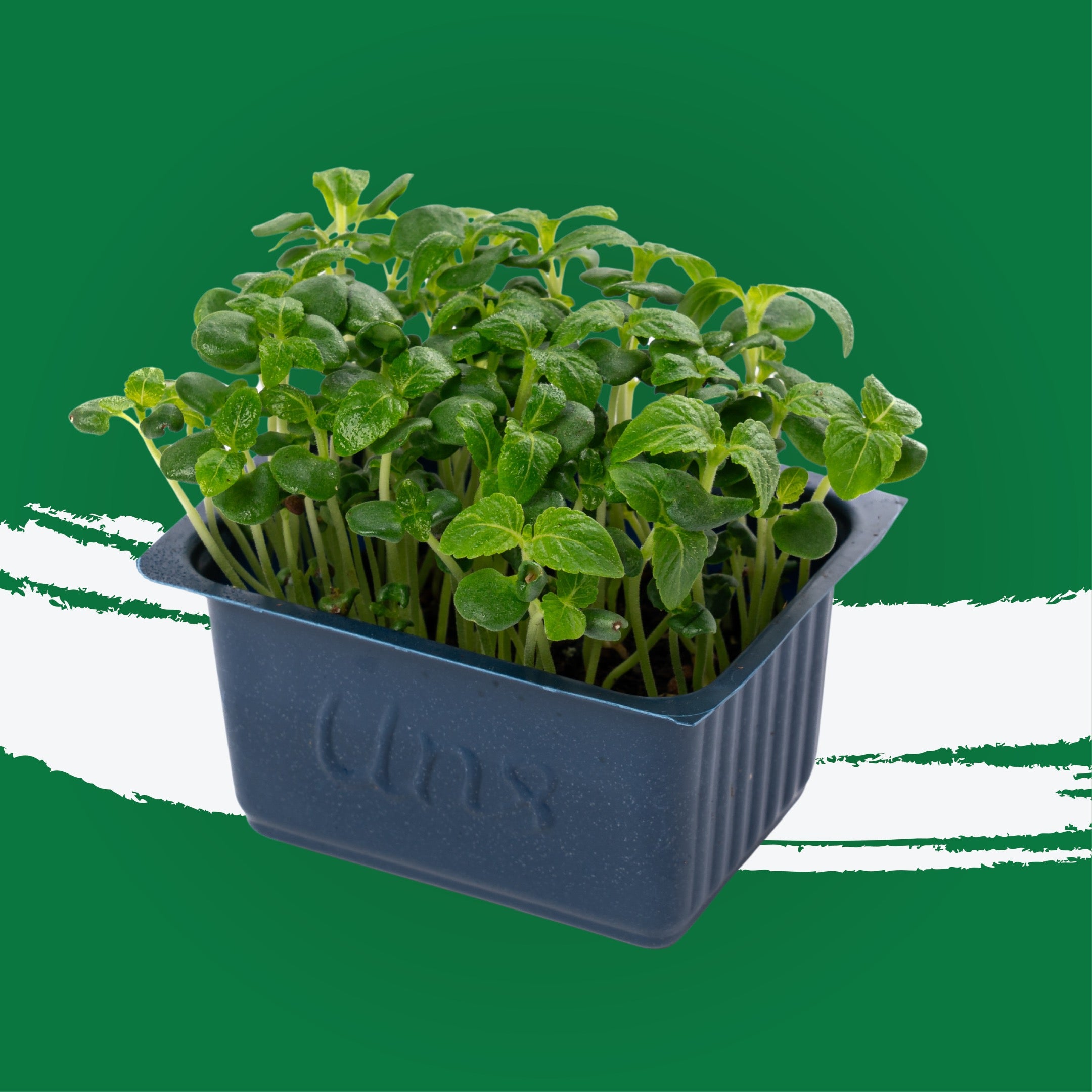 UNS Green Shiso 10g Clear Pet Box
