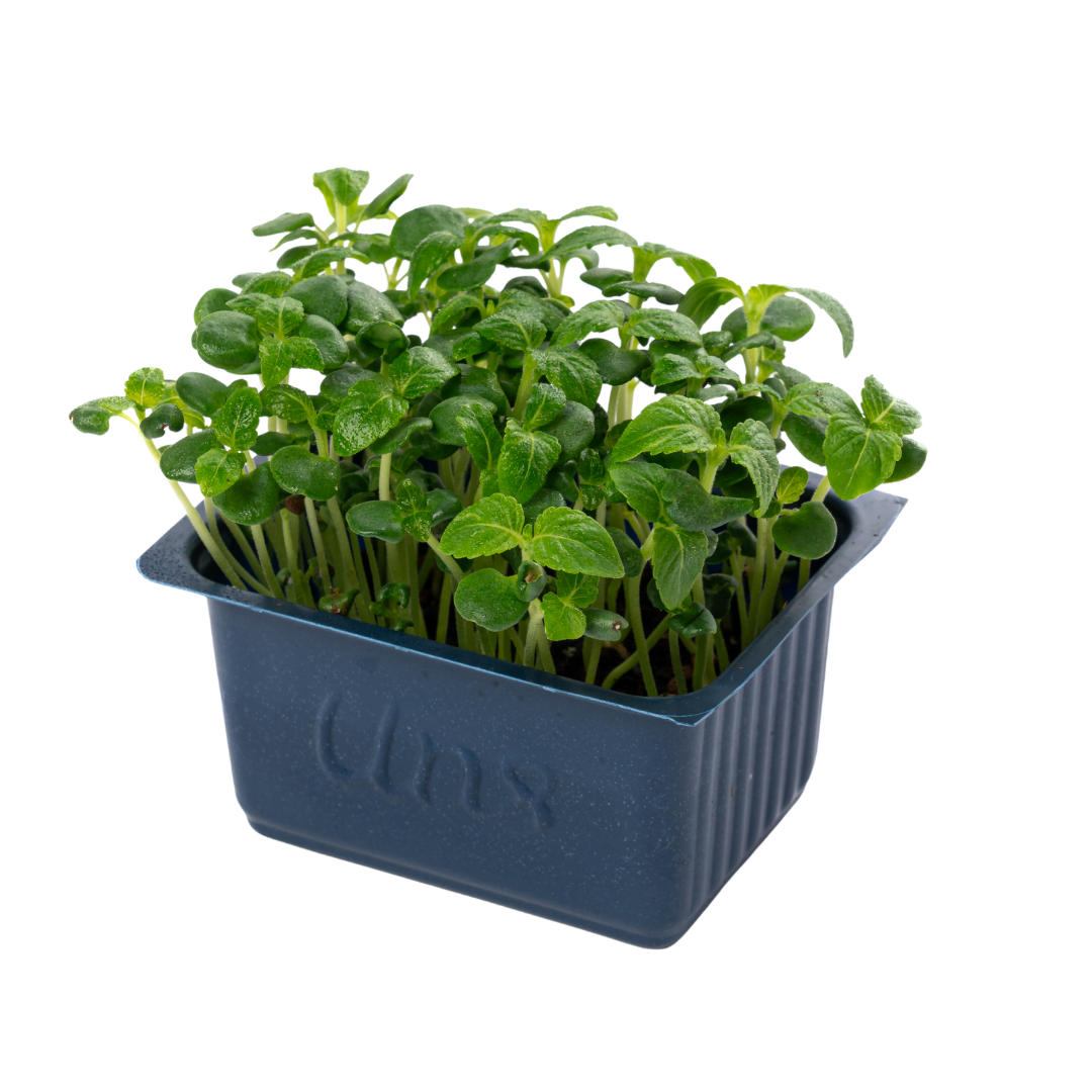 UNS Green Shiso Microgreen Cress 16 Punnet Carton