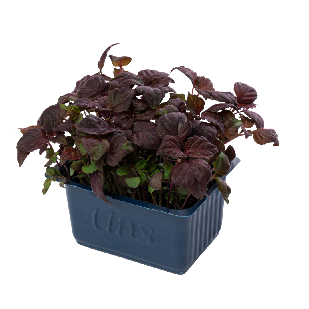 UNS Red Shiso Microgreen Cress 16 Punnet Carton