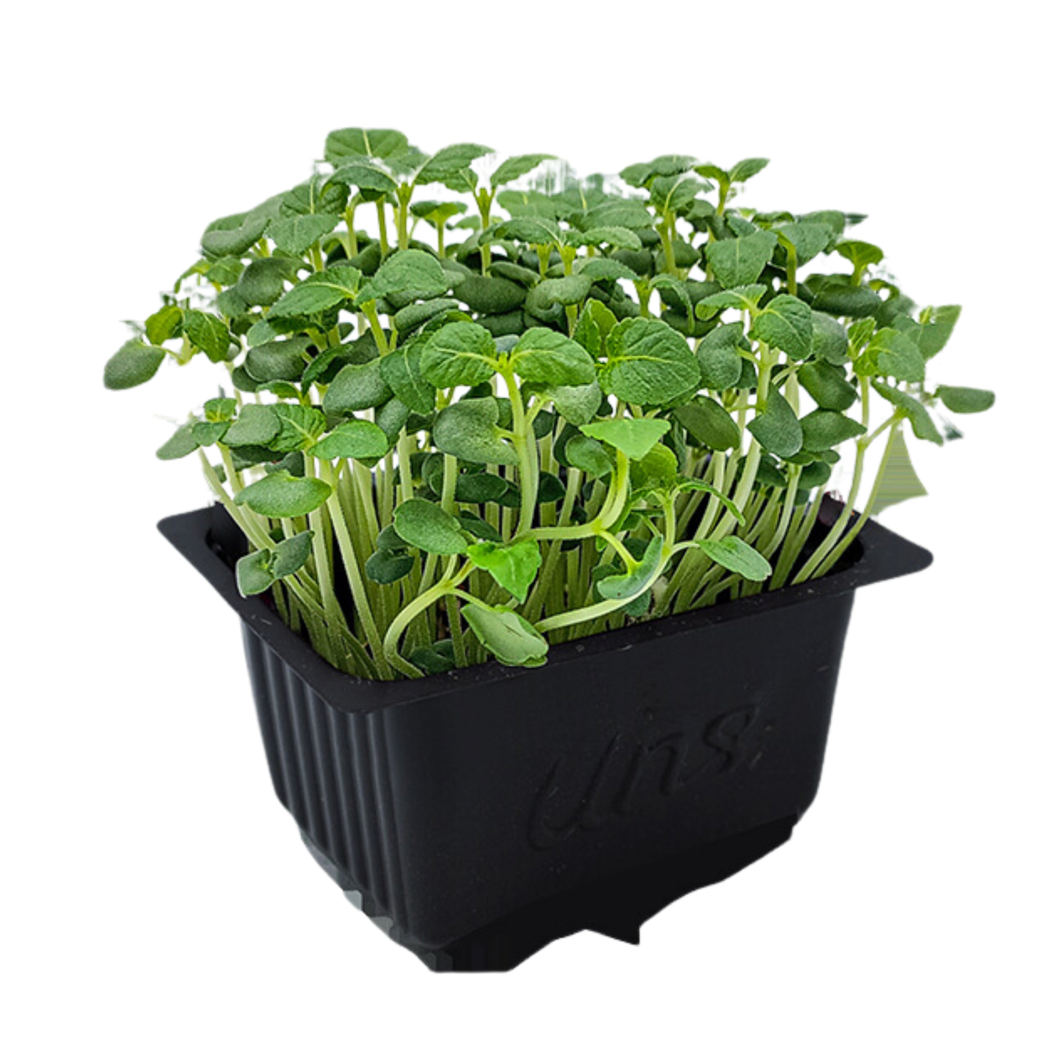 UNS Green Shiso 10g Clear Pet Box