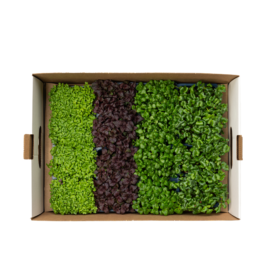 UNS Shiso Microgreen Mix 16 Punnet Carton