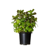 Uns Spear Mint Pot Plastic Sleeve