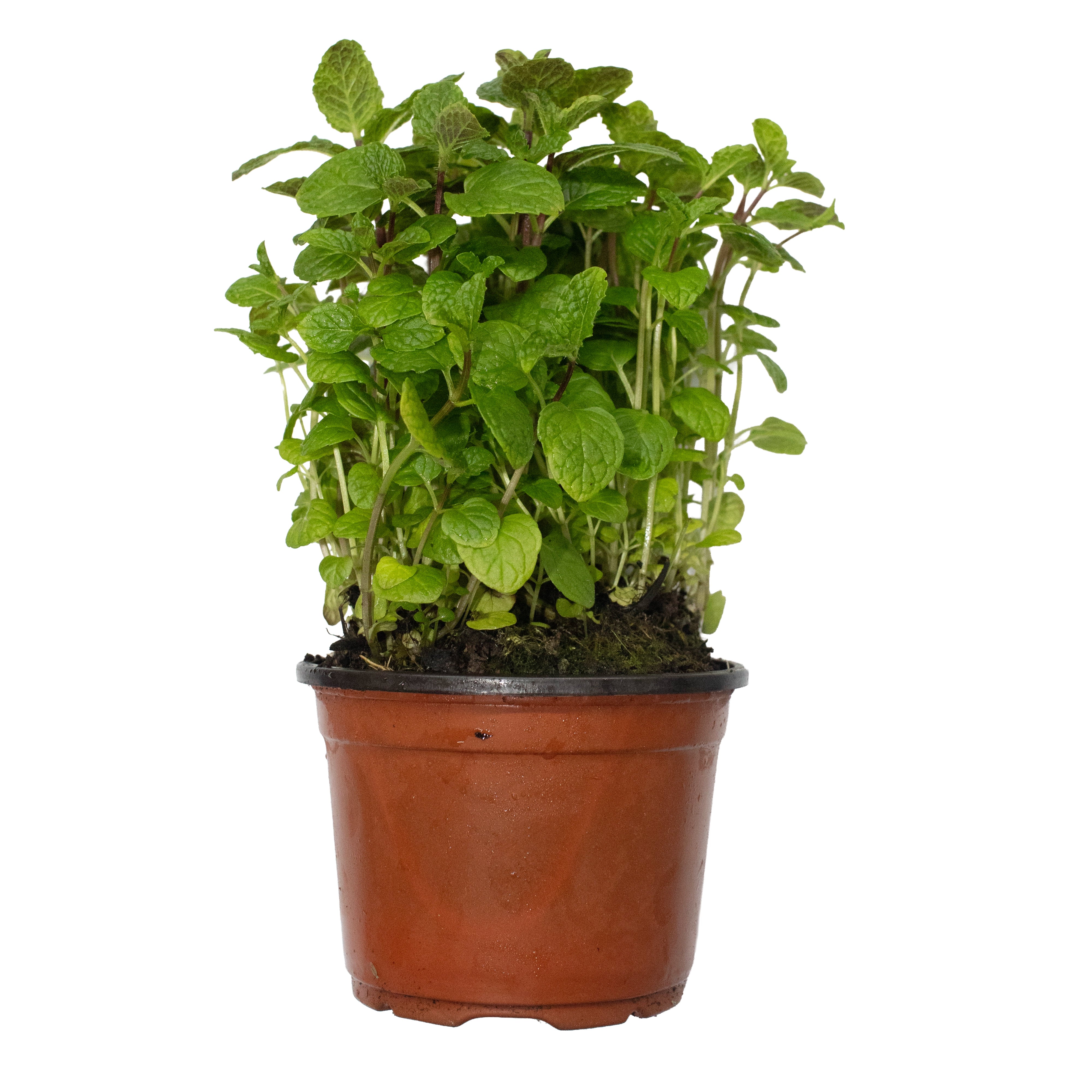 Uns Spear Mint Pot Plastic Sleeve