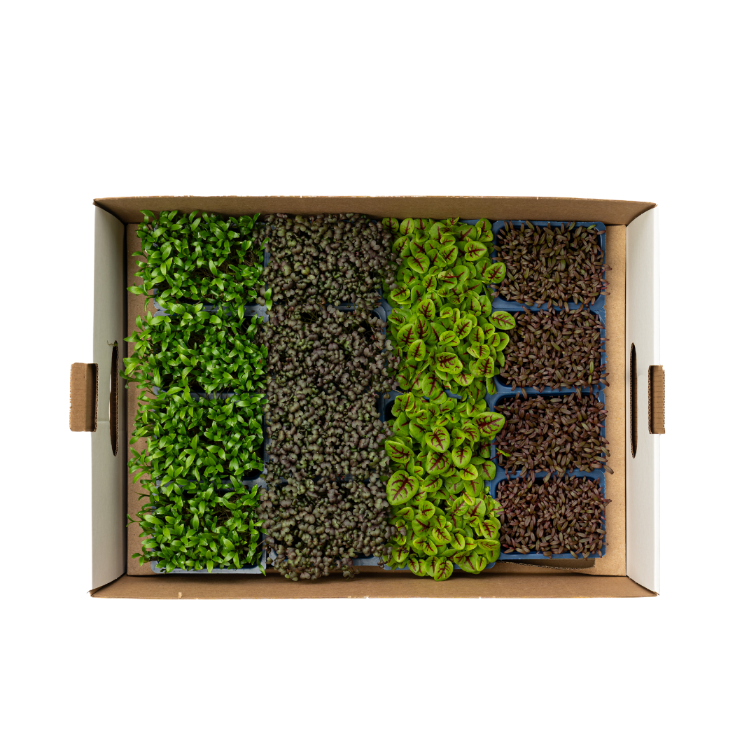 UNS Spicy Microgreen Mix 16 Punnet Carton