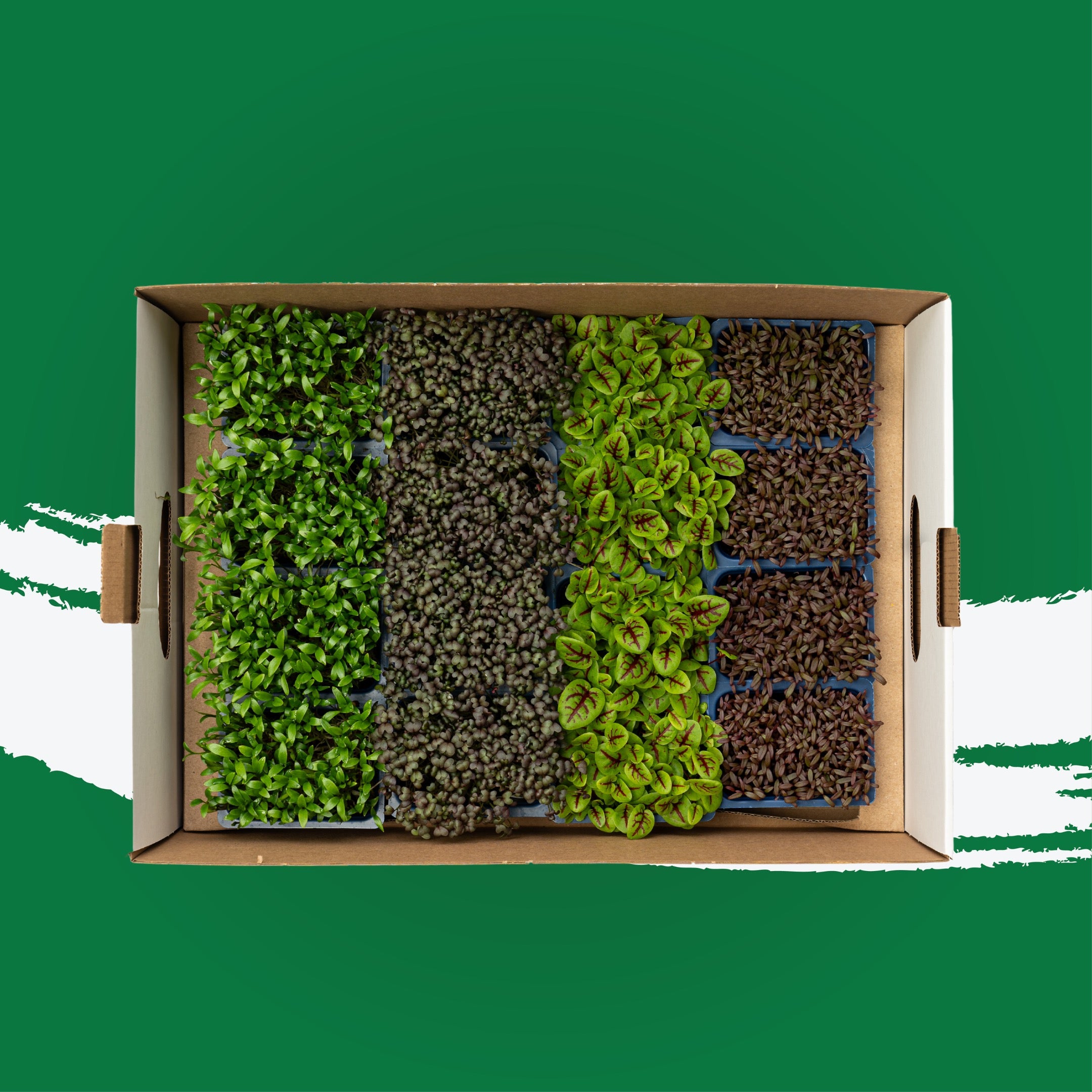 UNS Spicy Microgreen Mix 16 Punnet Carton