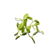 Uns Sunflower 75G Clear Pet Box