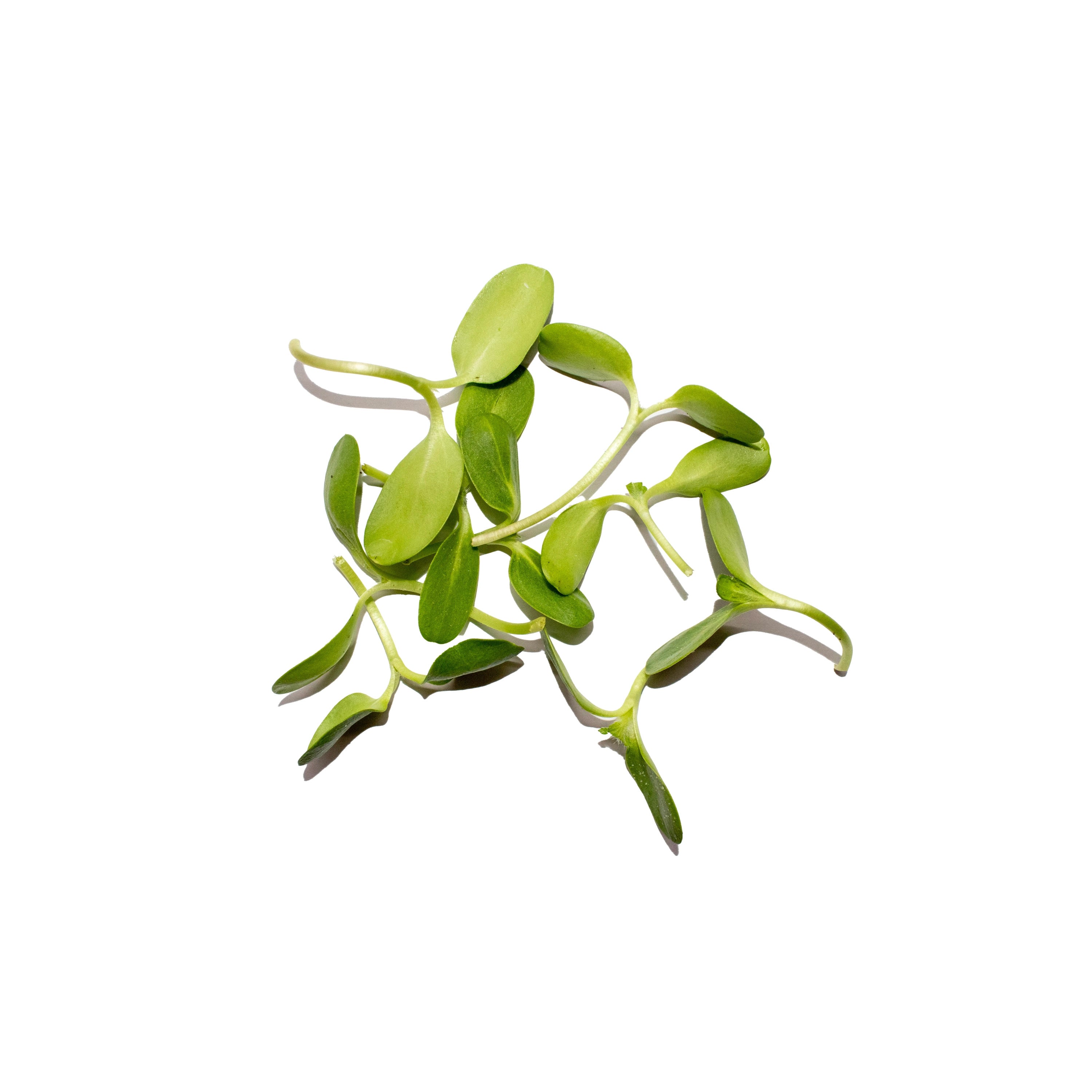 Uns Sunflower 75G Clear Pet Box