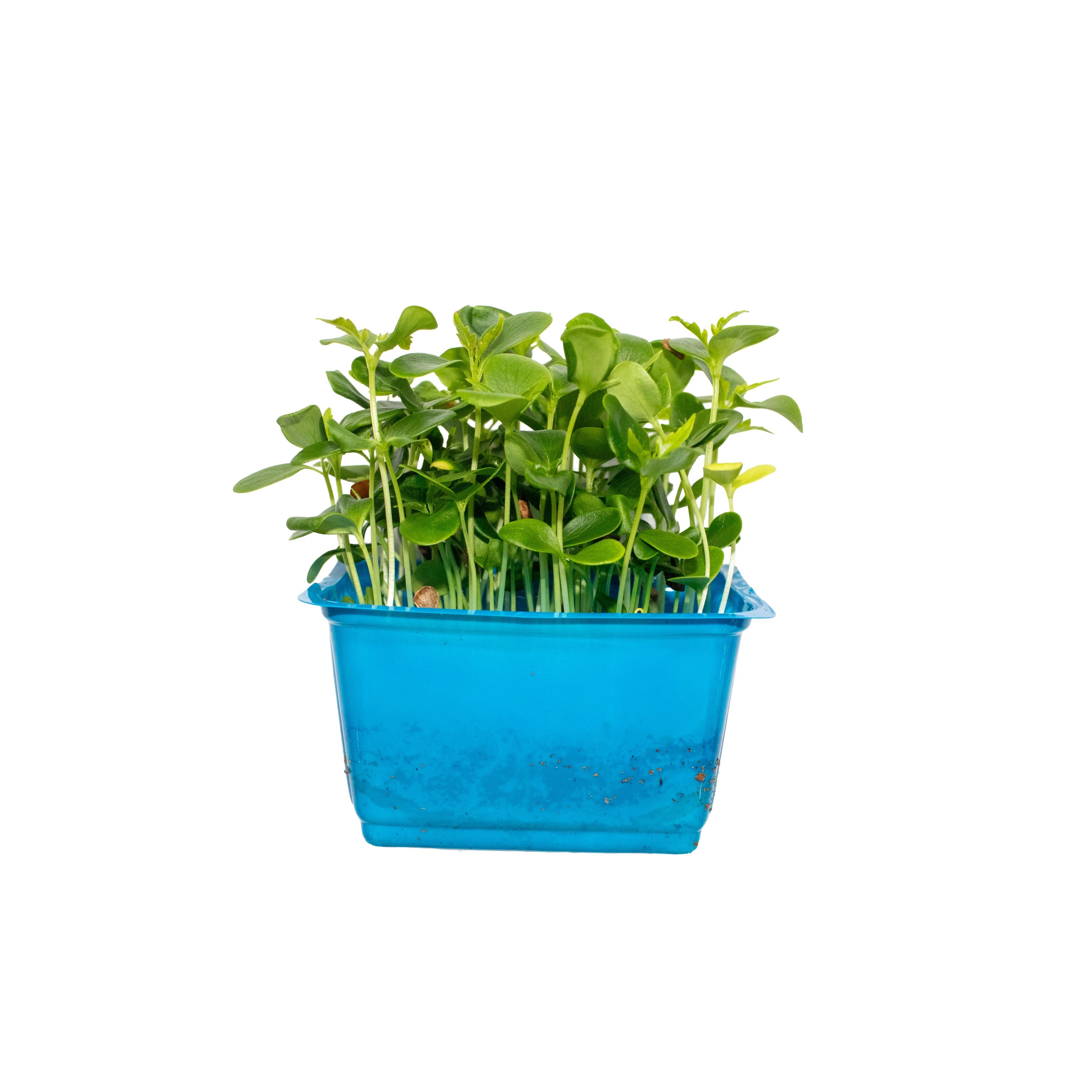 Uns Tahoon Microgreen Cress 16 Punnet Carton