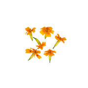 Uns Tangerine/Marigold Mix 20Pcs Clear Pet Box