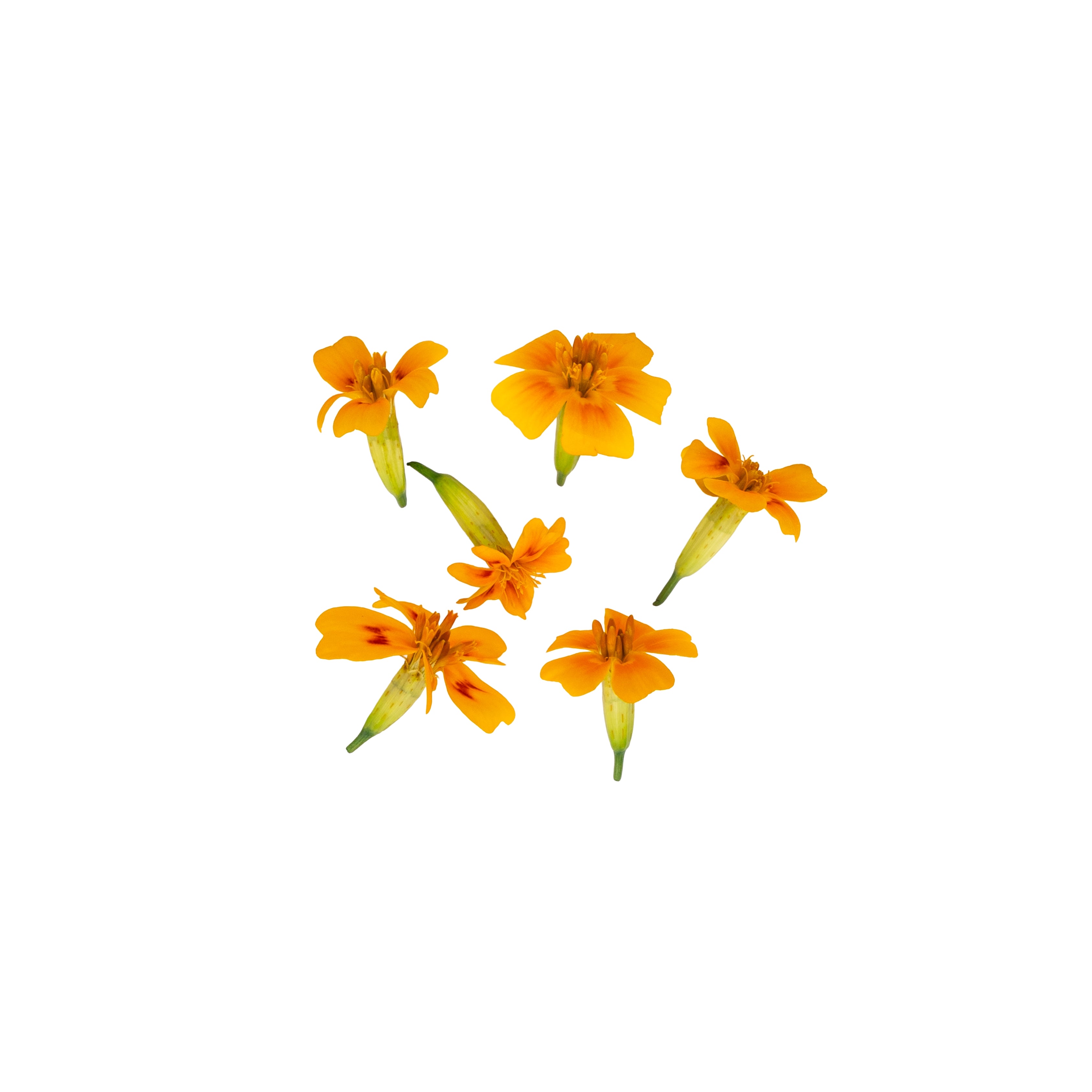 Uns Tangerine/Marigold Mix 20Pcs Clear Pet Box