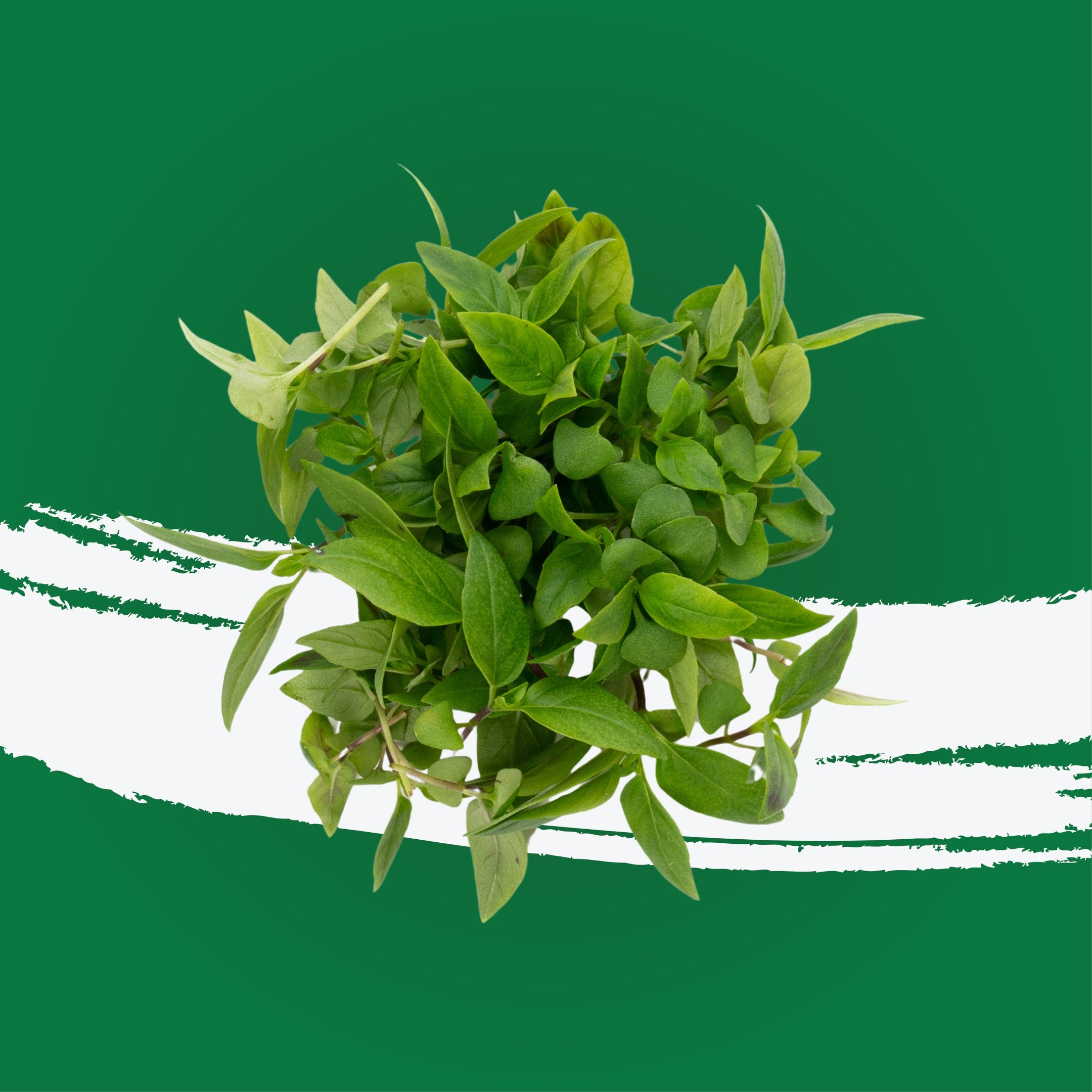 UNS Thai Basil 15g Clear Pet Box