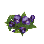 Uns Torenia Flower 10Pcs Clear Pet Box