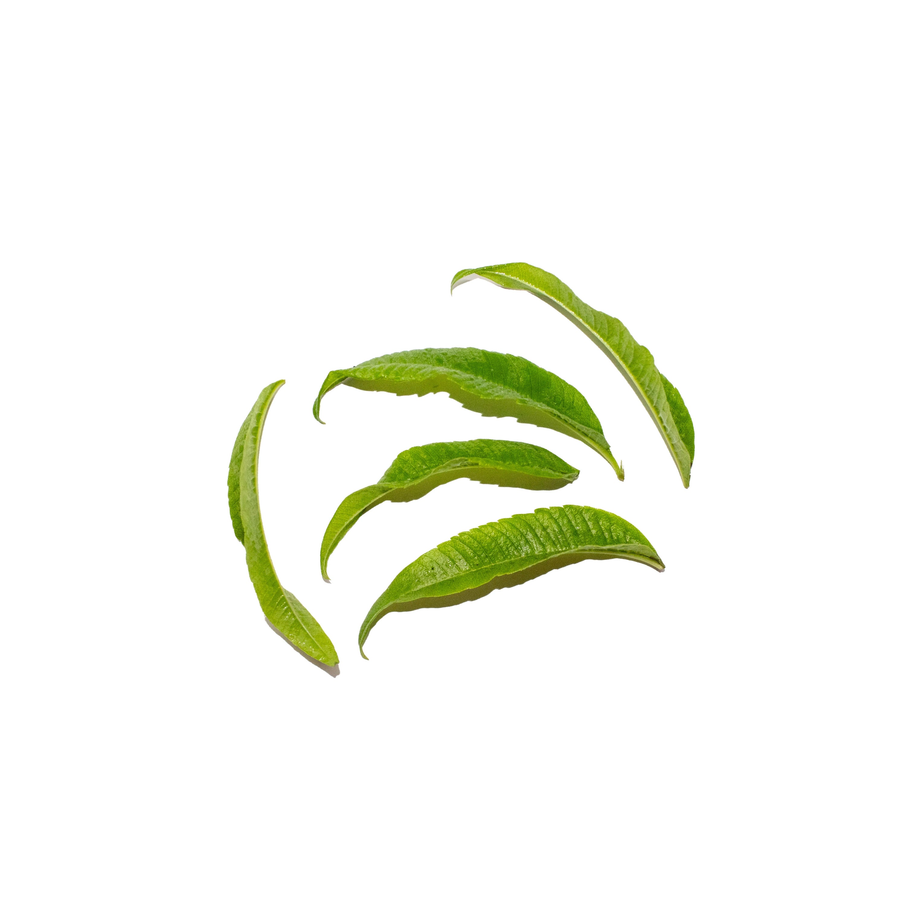 Uns Verbena Leaves 10Pcs Clear Pet Box