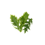 Uns Wasabina Leaves 20G Clear Pet Box