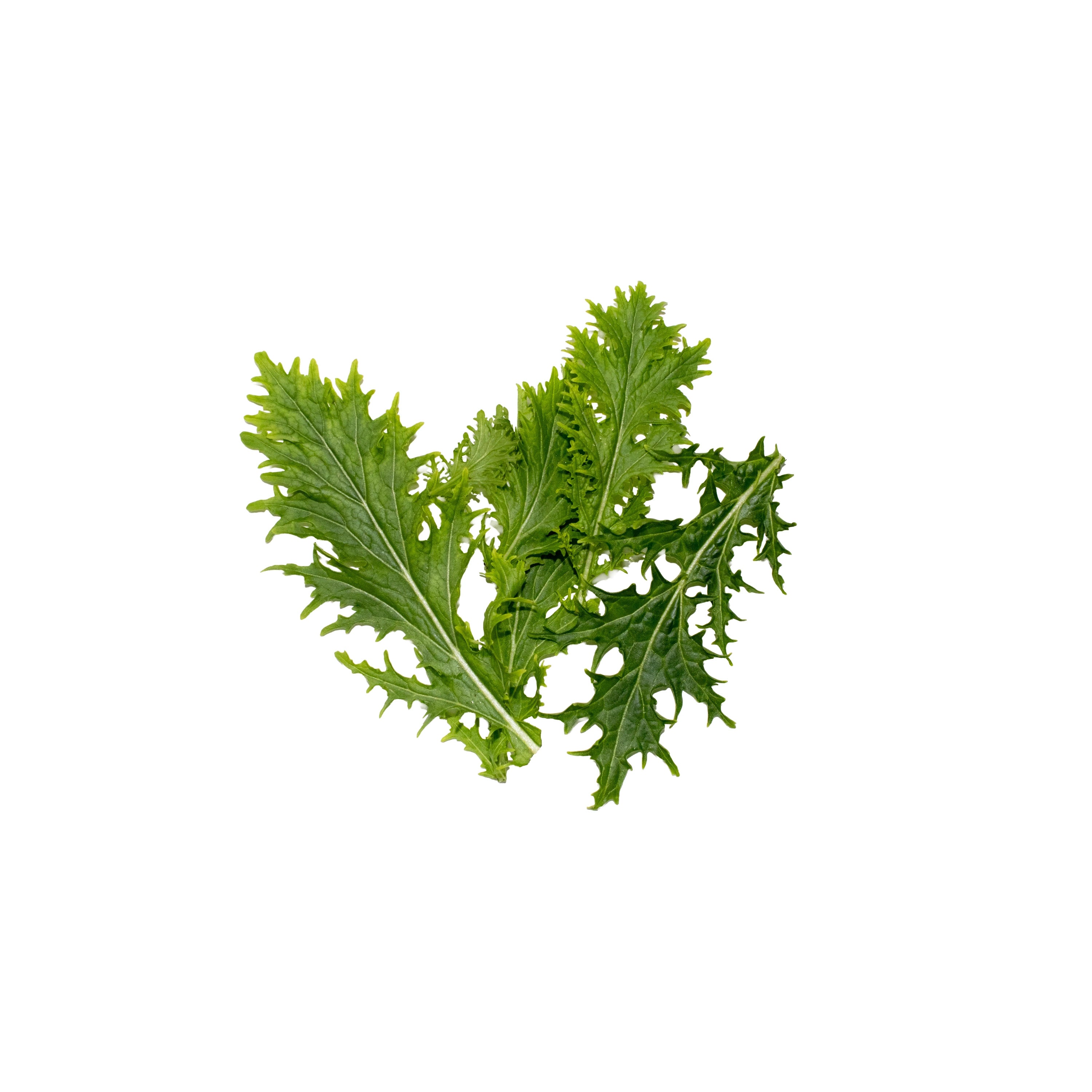 Uns Wasabina Leaves 20G Clear Pet Box