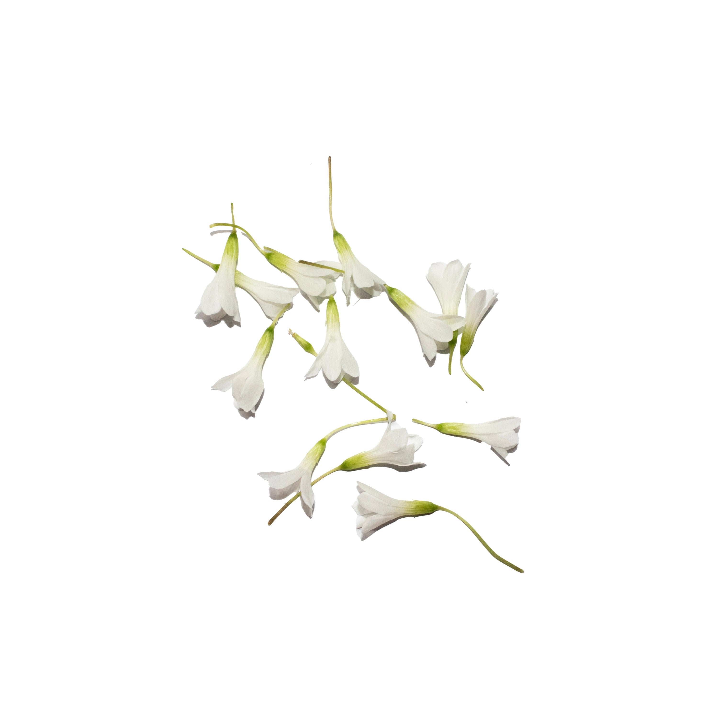 Uns White Oxalis Flower 15Pcs Clear Pet Box