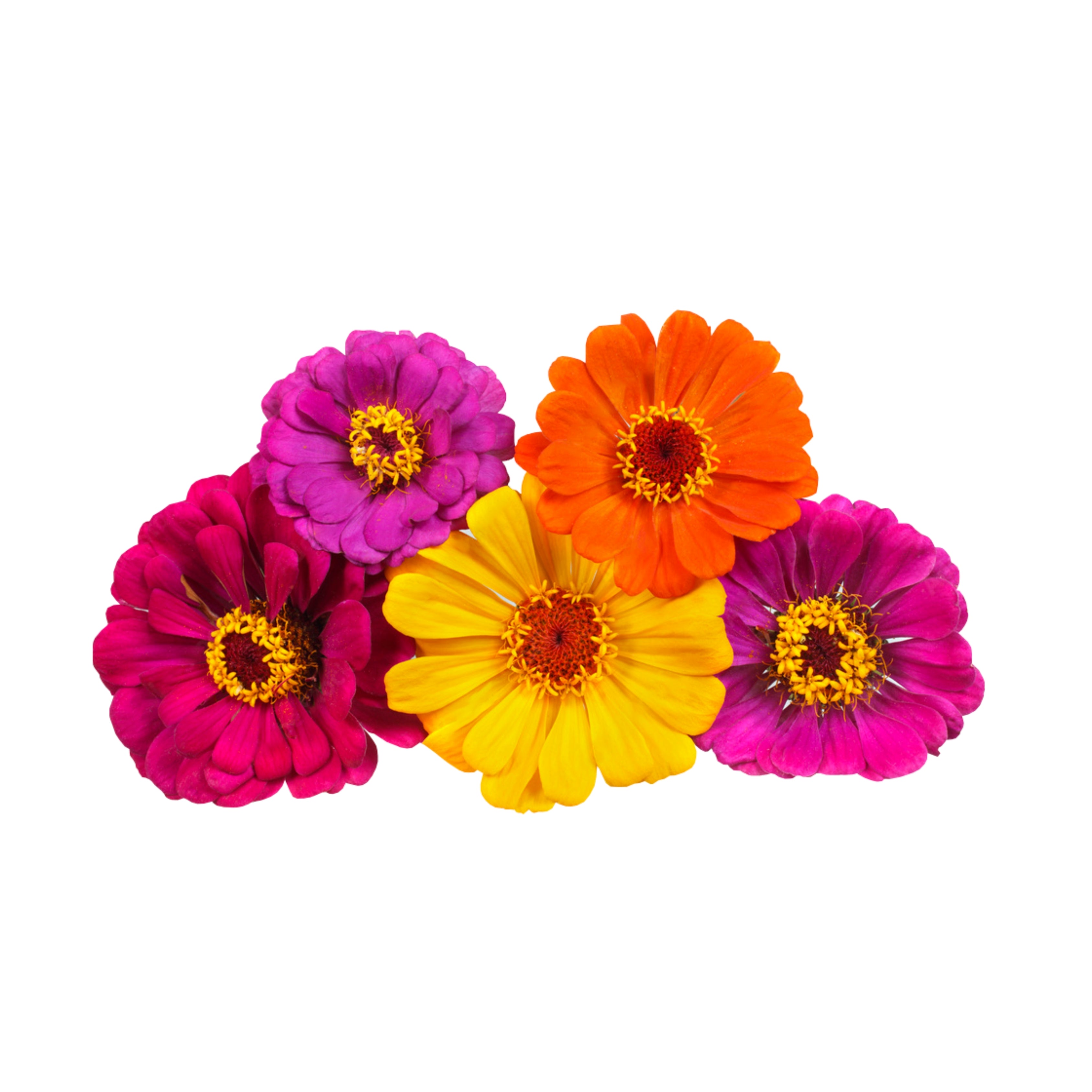 Uns Zinnia Flowers 10Pcs Clear Pet Box