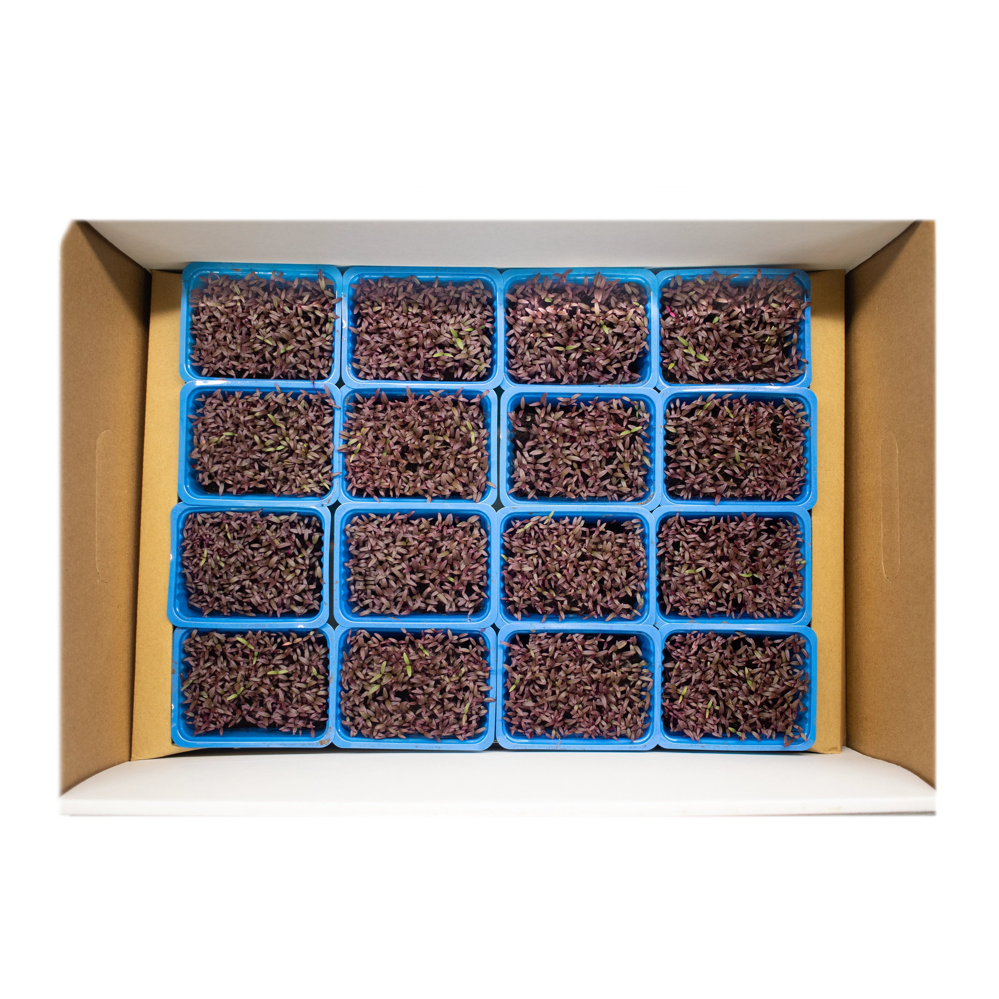 UNS Amaranth Microgreen Cress 16 Punnet Carton