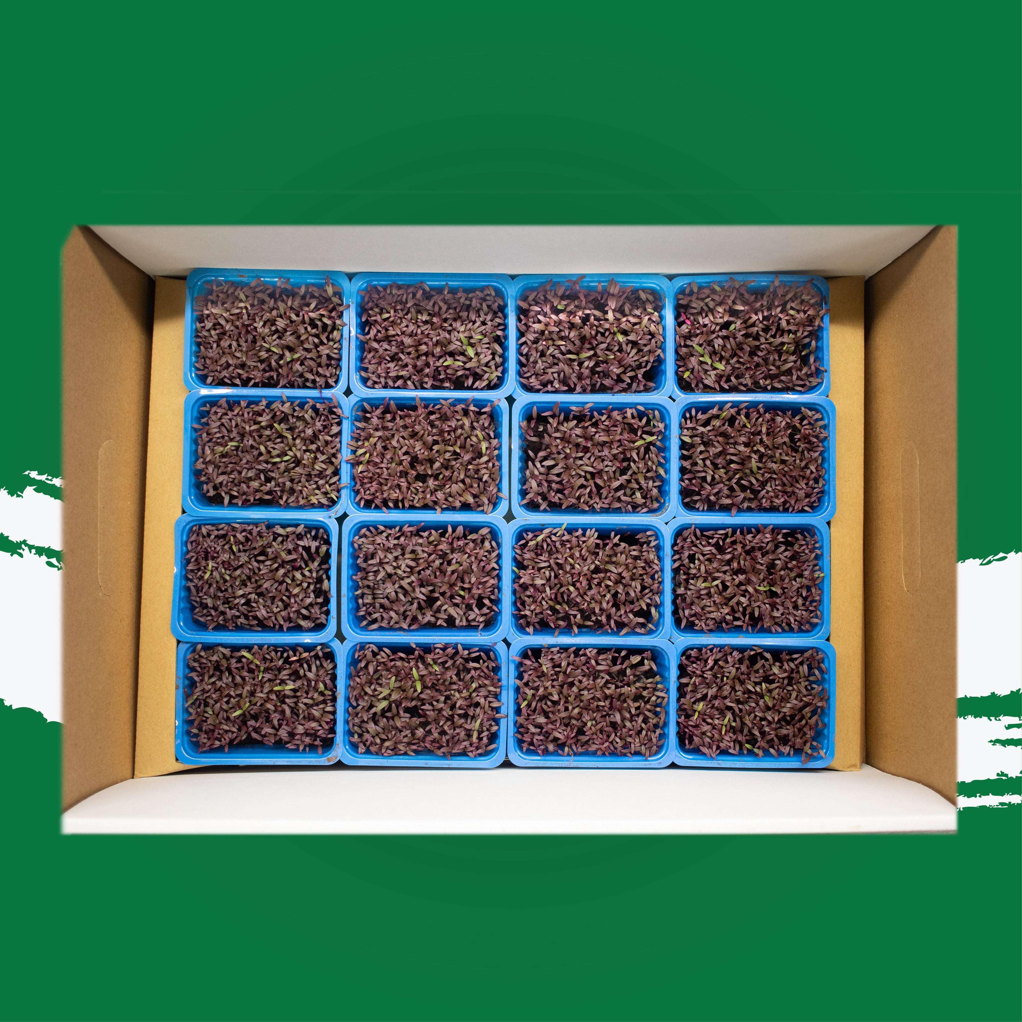 UNS Amaranth Microgreen Cress 16 Punnet Carton