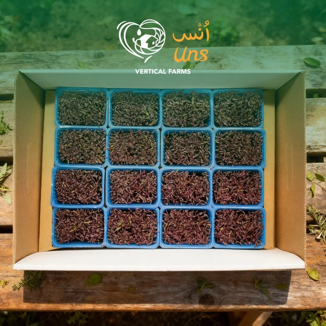 UNS Amaranth Microgreen Cress 16 Punnet Carton