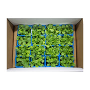 Uns Borage Microgreen Cress 16 Punnet Carton