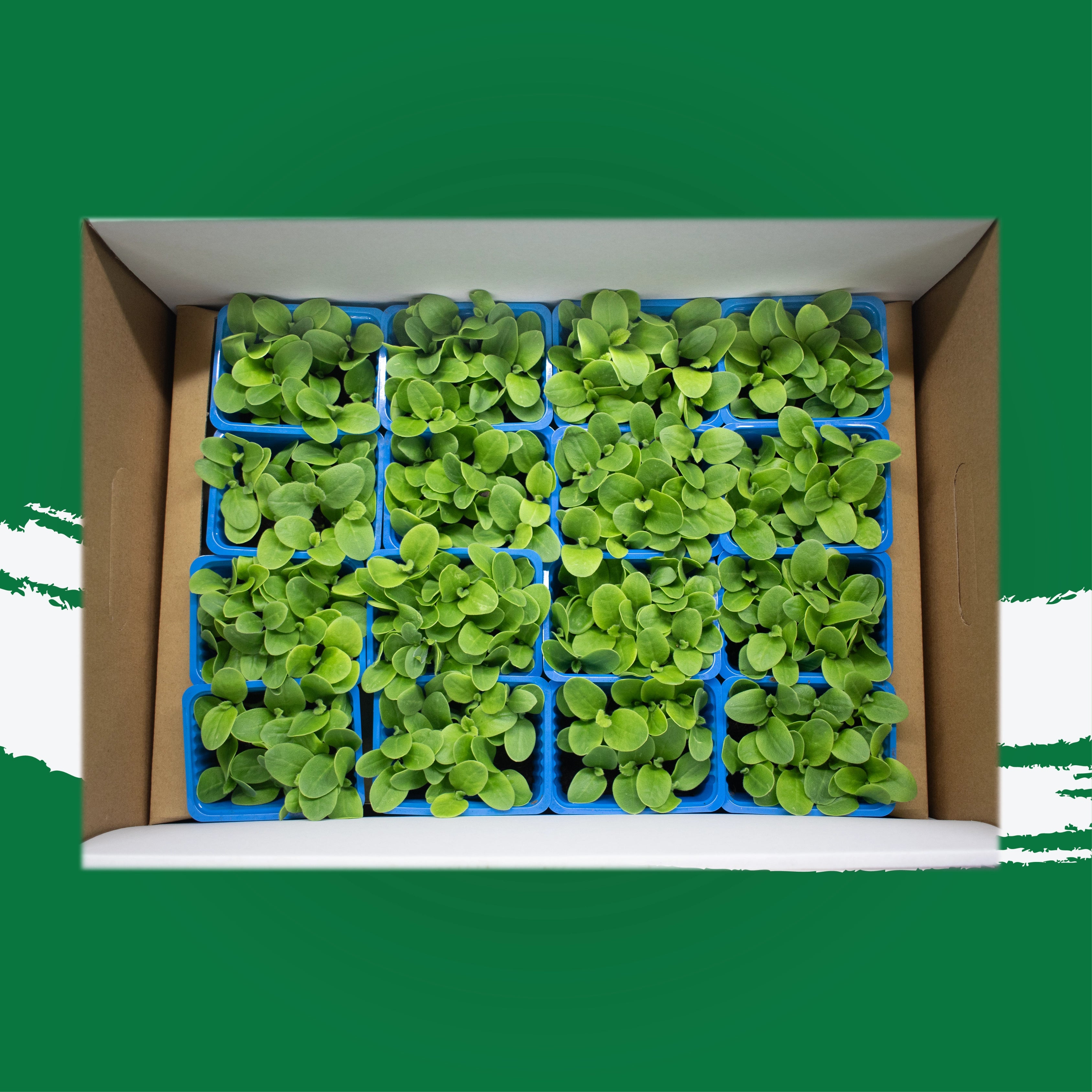 Uns Borage Microgreen Cress 16 Punnet Carton