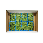 UNS Broccoli Microgreen Cress 16 Punnet Carton