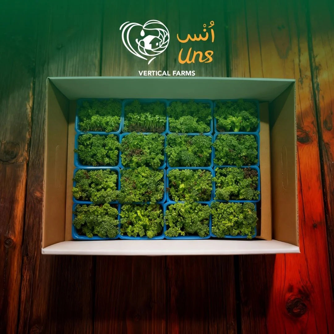 UNS Broccoli Microgreen Cress 16 Punnet Carton