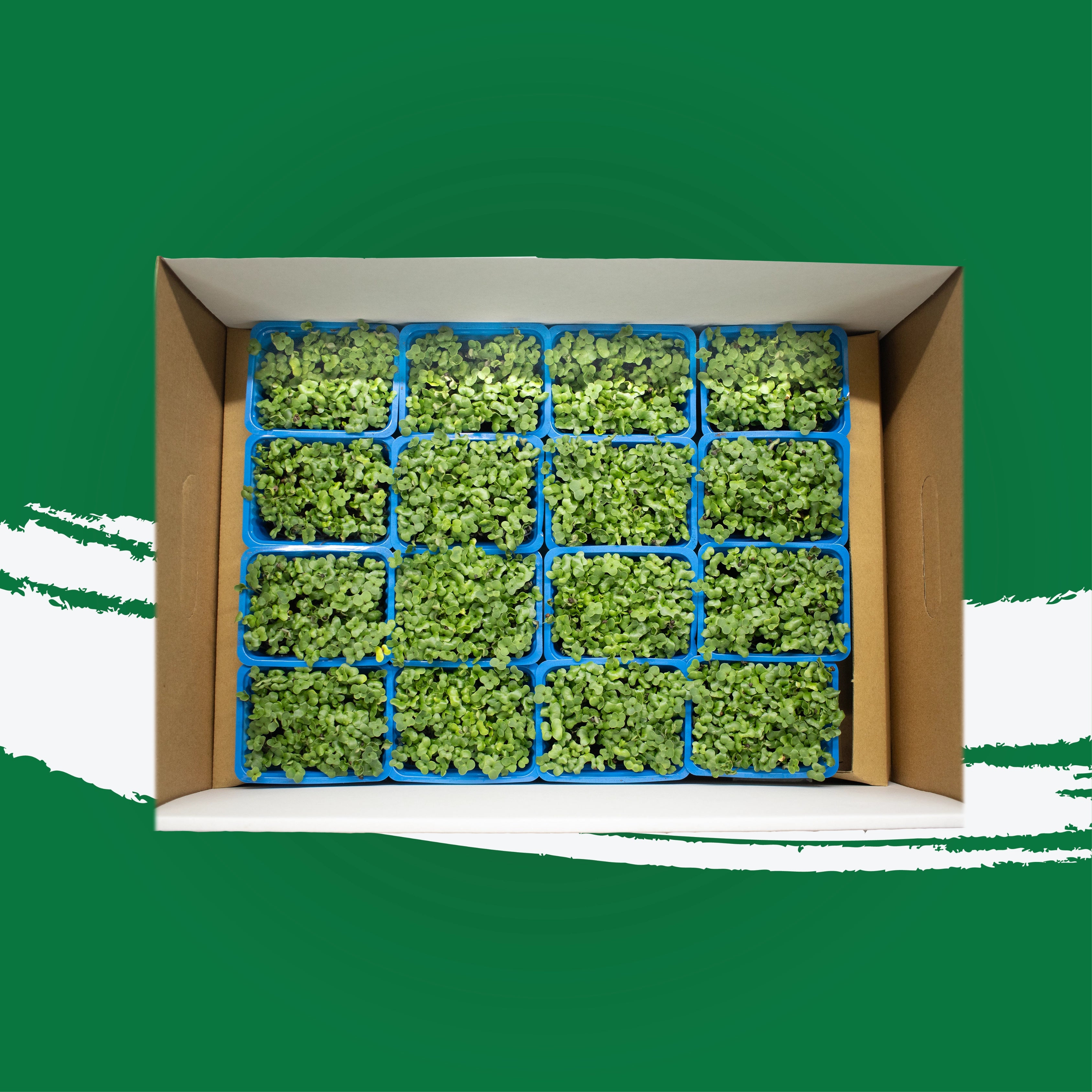 UNS Broccoli Microgreen Cress 16 Punnet Carton