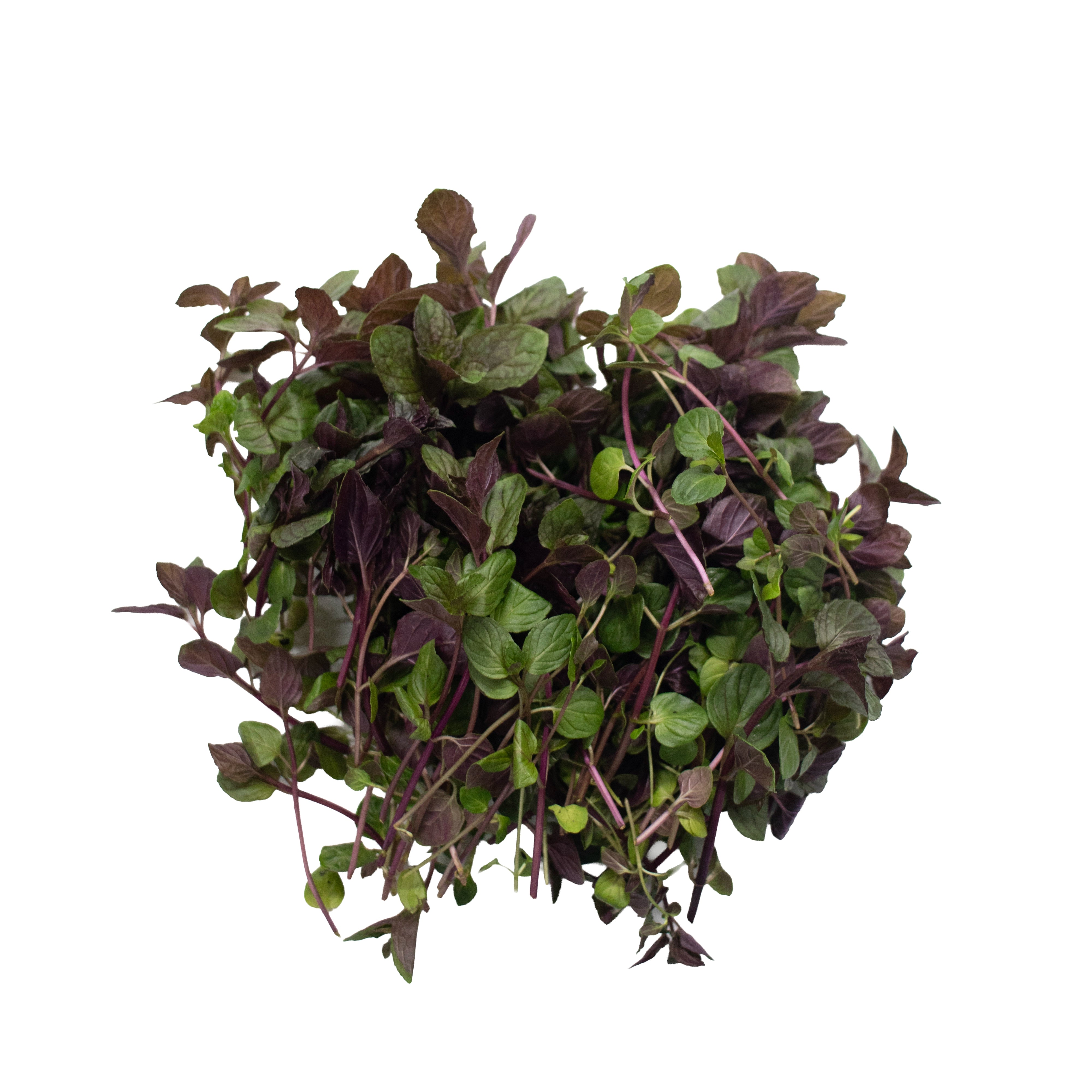 Uns Chocolate Mint 20G