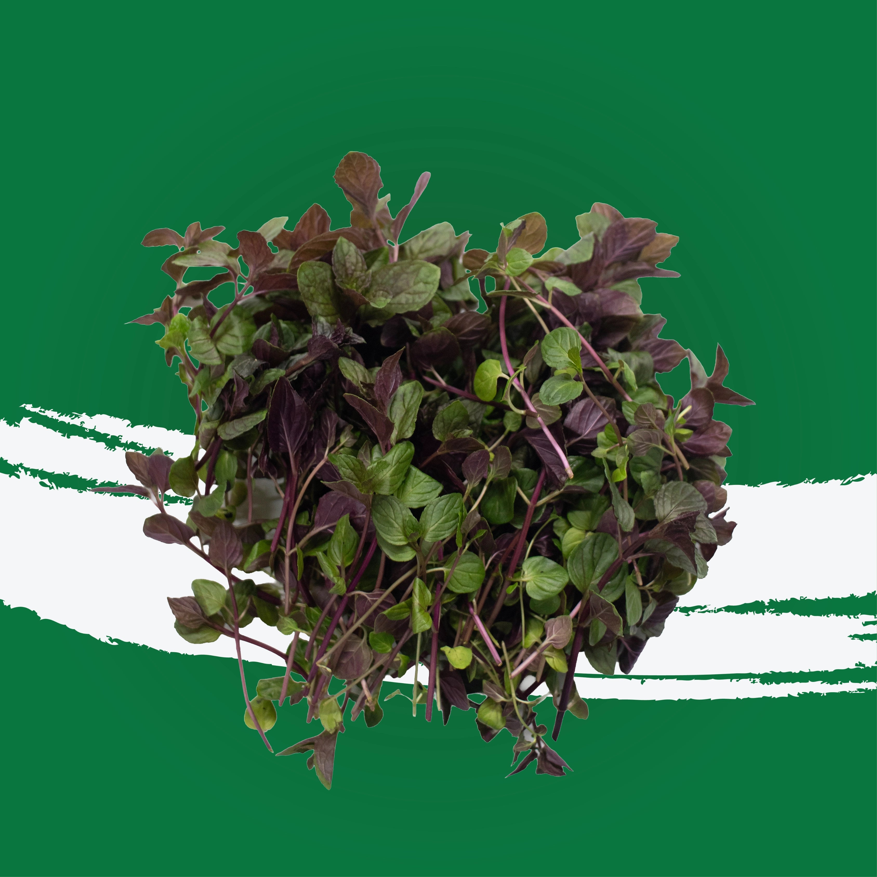 UNS Chocolate Mint 50g Kraft Box