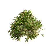 UNS Coriander Cress 15g Clear Pet Box